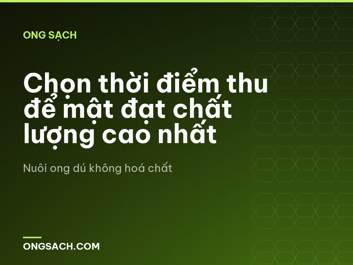 Chọn thời điểm thu để mật đạt chất lượng cao nhất